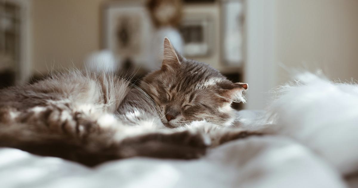 Chat sur un lit