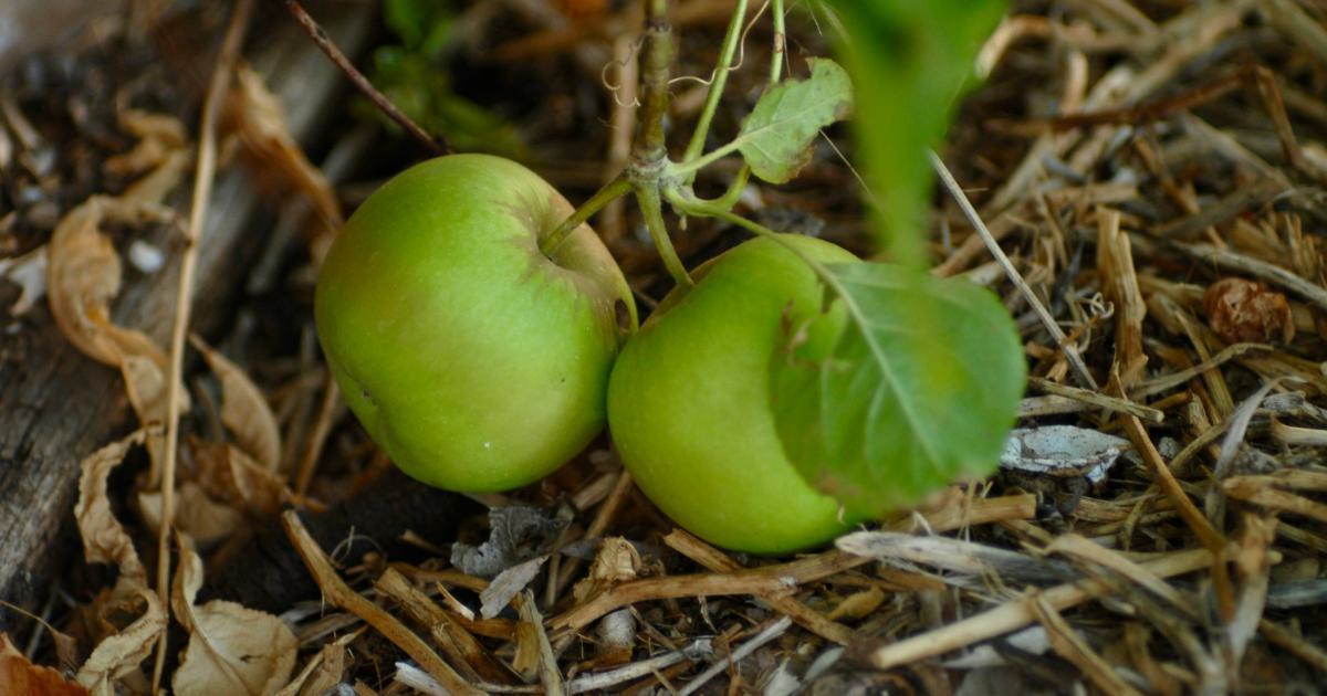 Fresh Green Apple