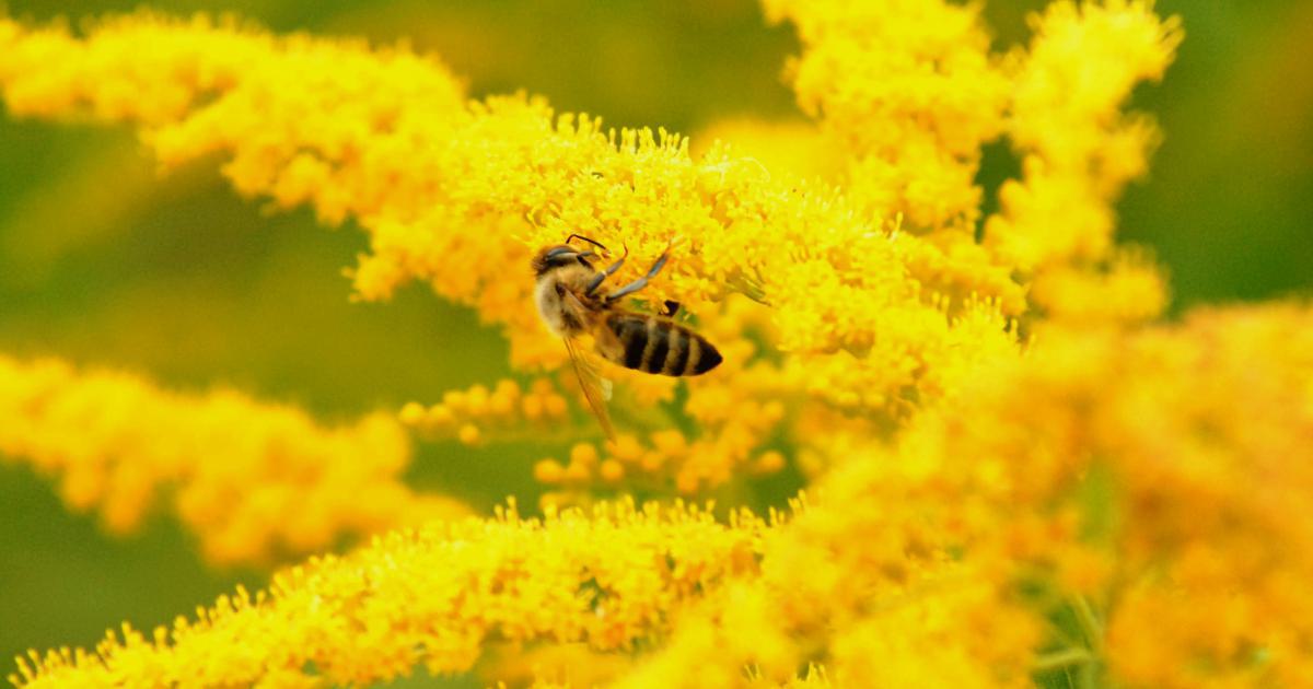 Reduced Allergies
