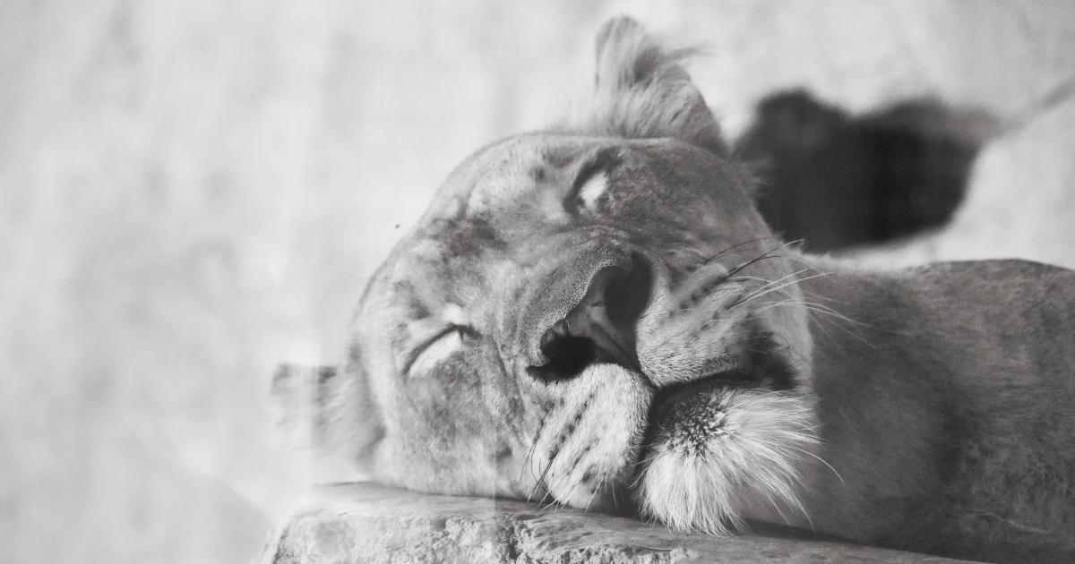 Satisfied Sleeper