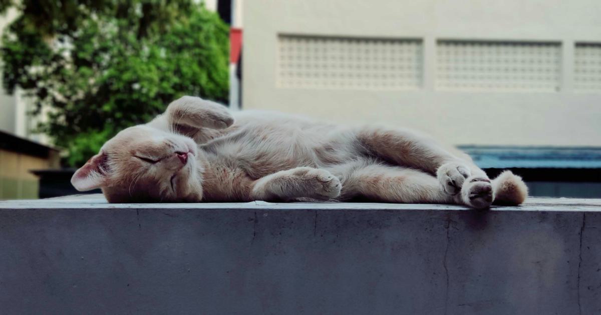 Différentes positions de sommeil