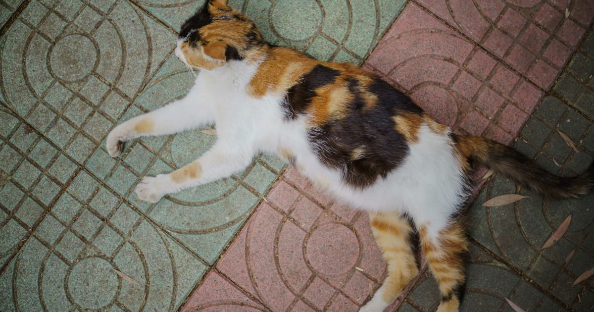 Personne de forte corpulence couchée sur un matelas