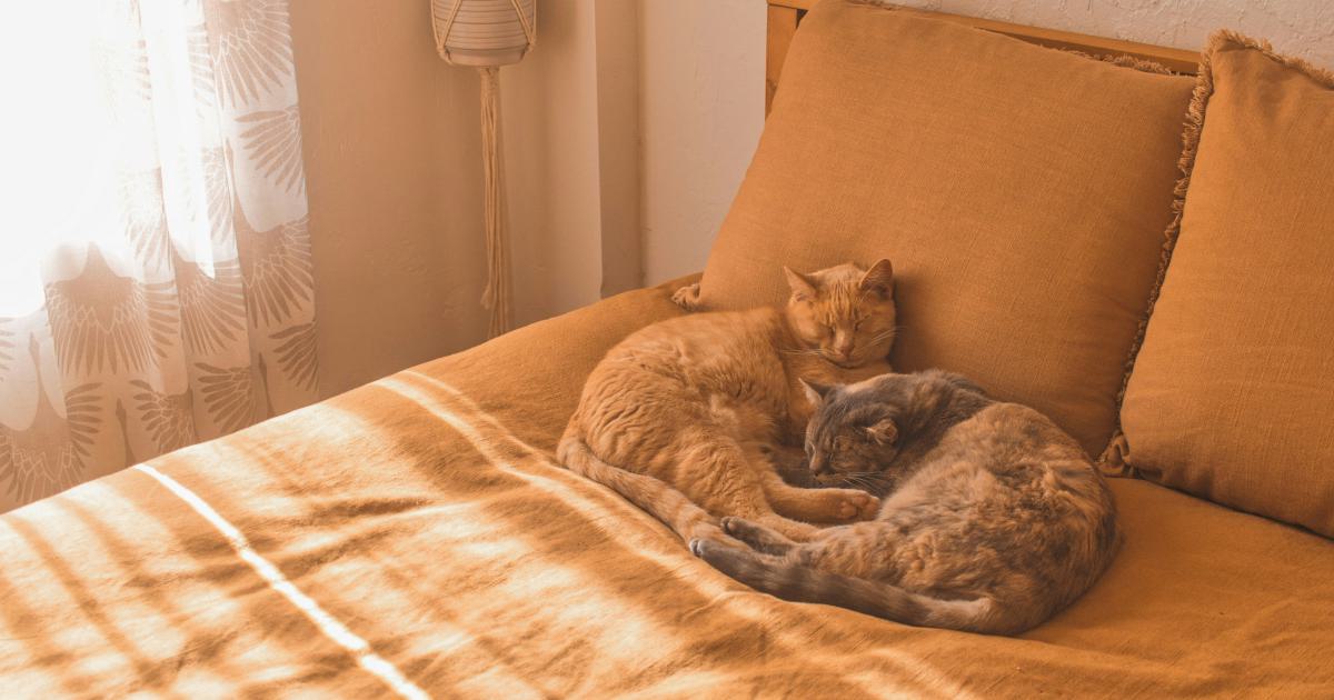 Qu'est-ce qu'un matelas double ergonomique?