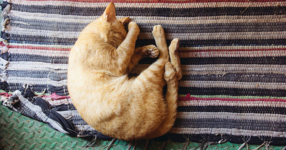 Schéma montrant les différentes positions de sommeil