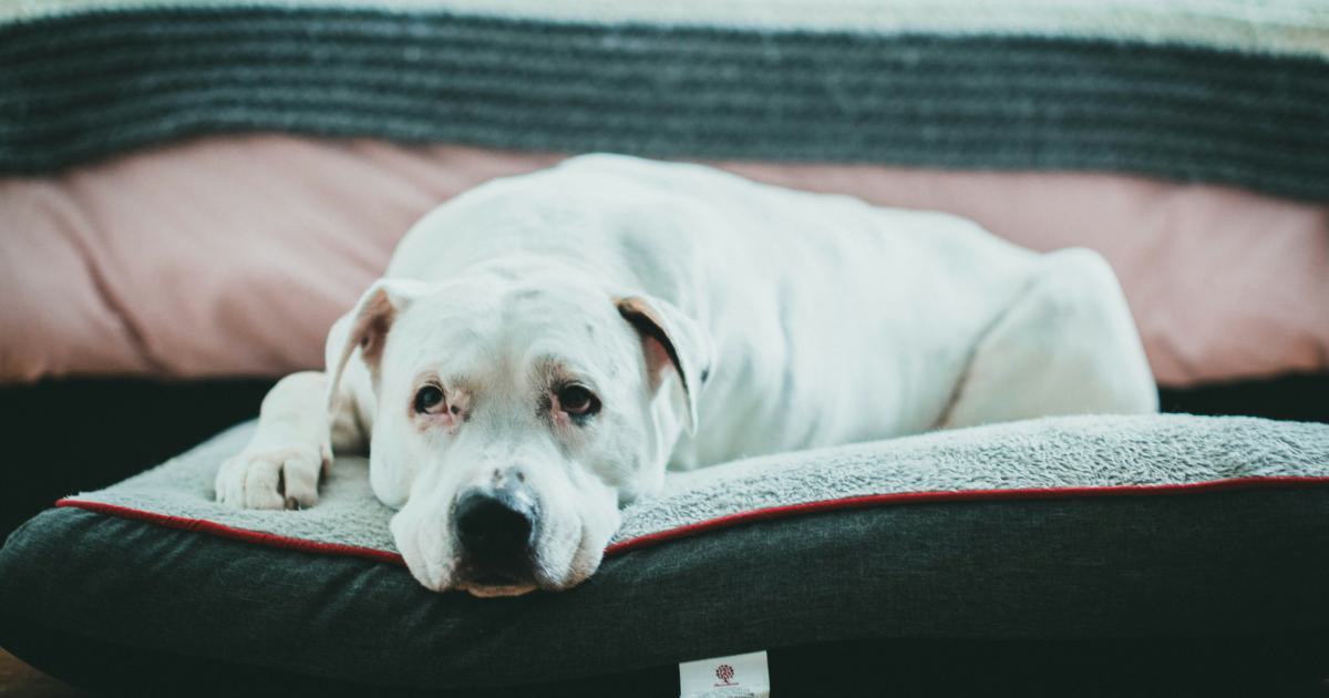 Protéger le matelas des animaux de compagnie