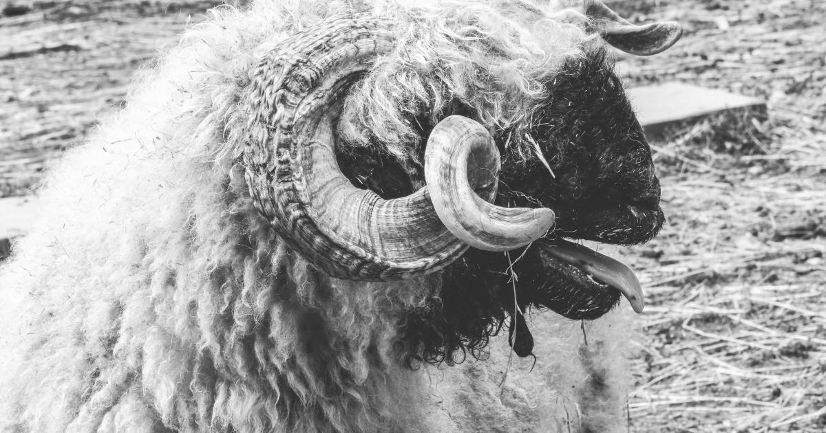 Moutons dans un champ