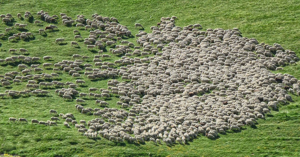 Choisir un matelas organique en laine de mouton bio