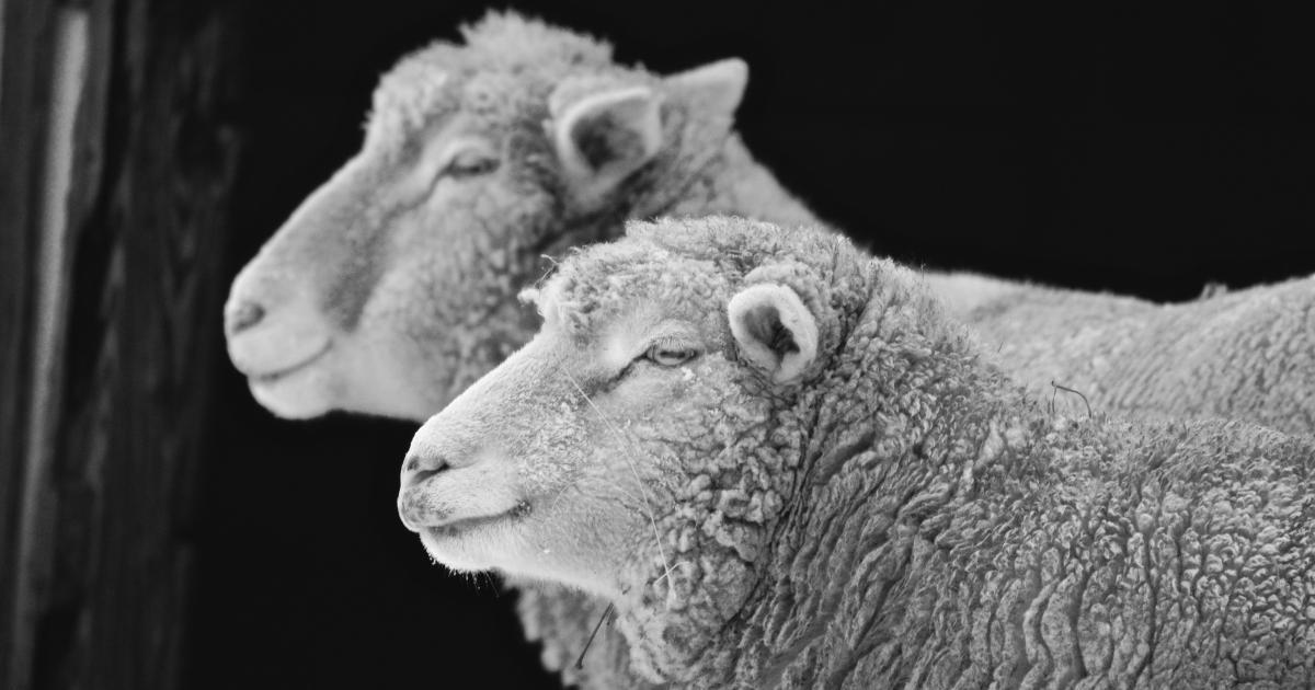 Moutons dans un champ