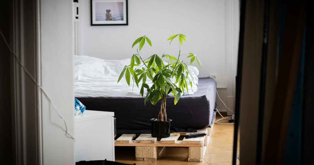 Allergy-Free Bedroom