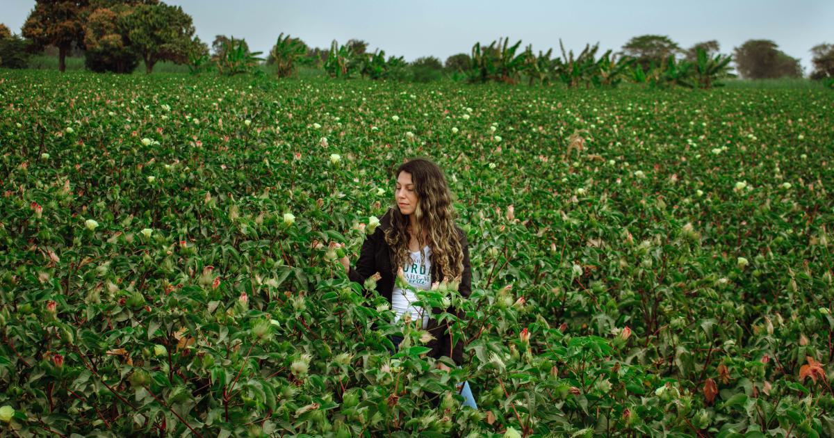 Organic Cotton Field