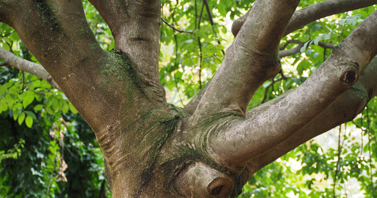 Natural Rubber Tree