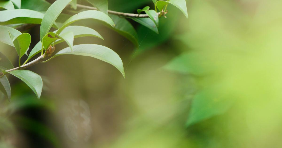 Environnement vert