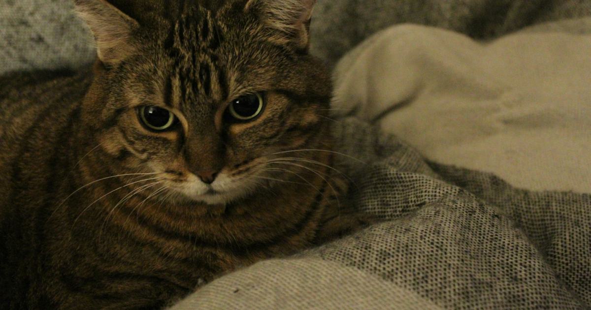 Découvrez le summum du confort avec un matelas à votre dimension