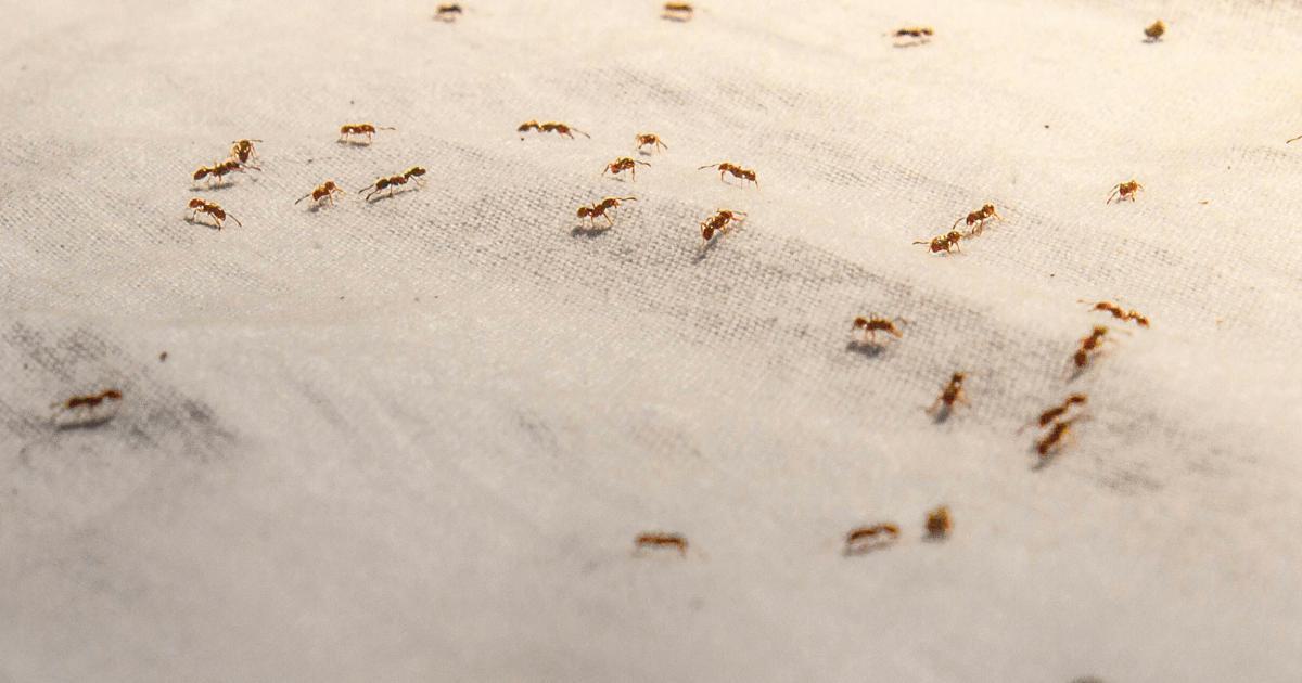 Acariens sur un matelas