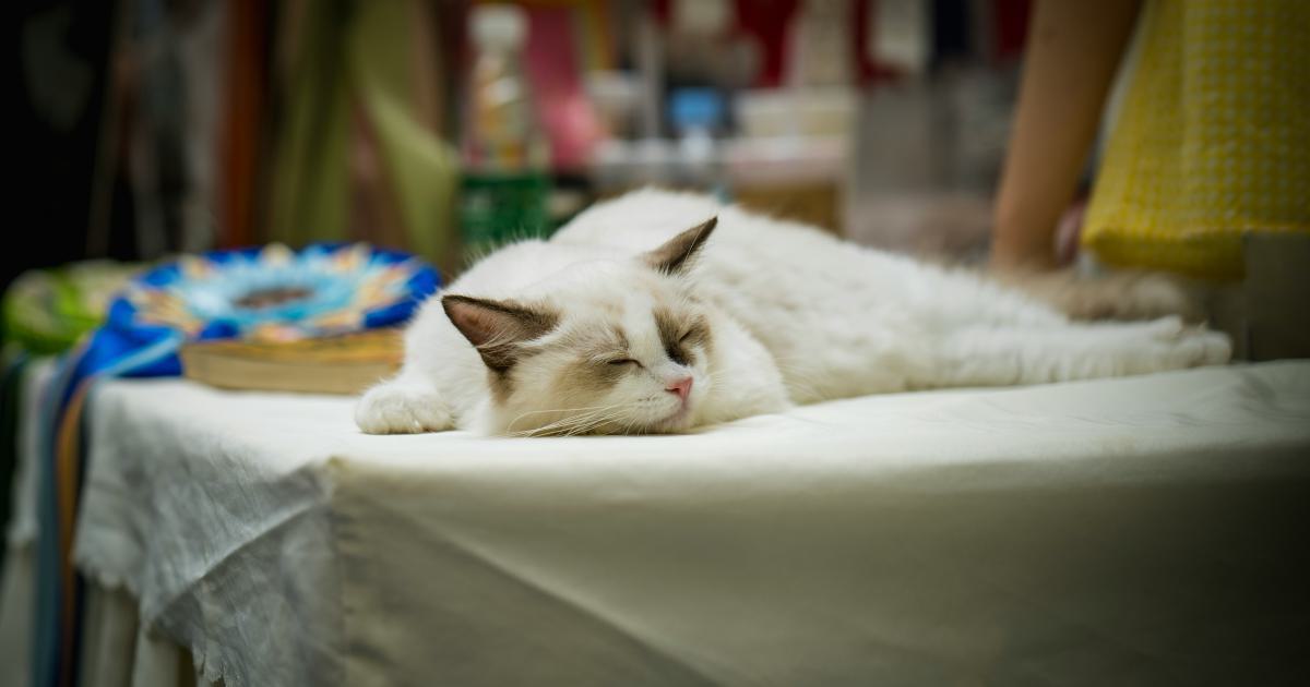 Homme allongé sur un futon en mousse
