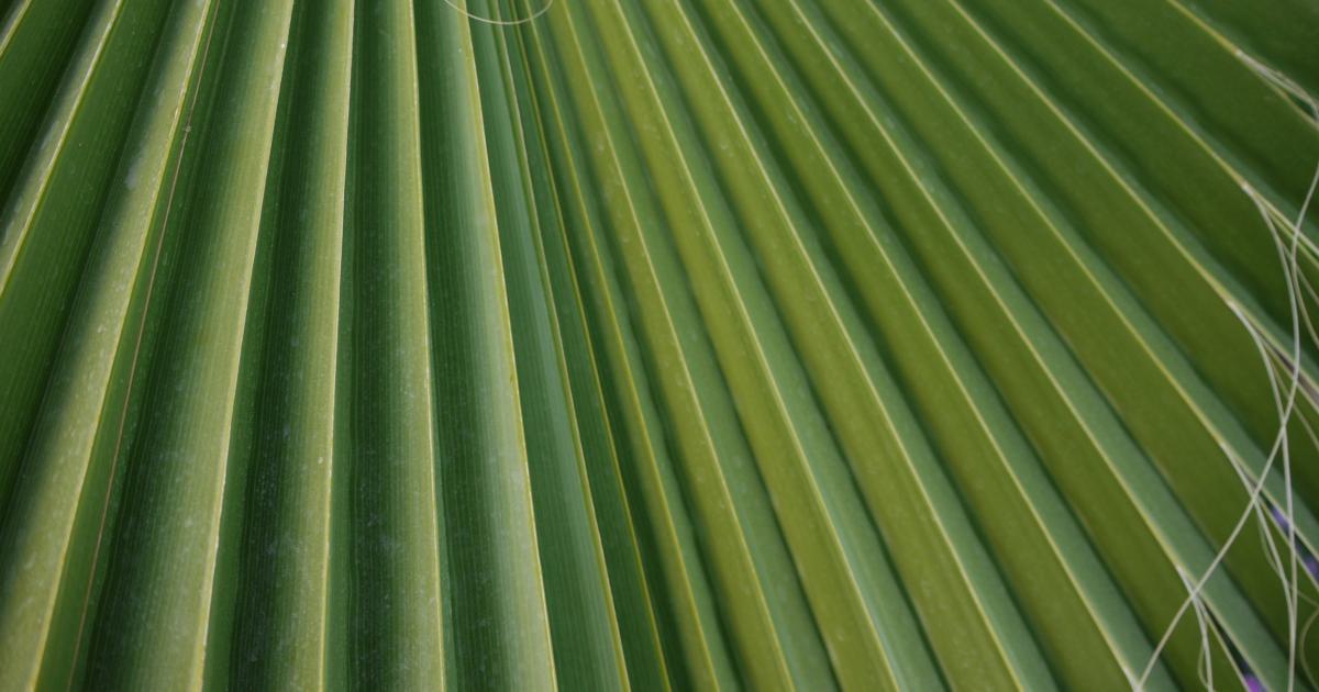 Bamboo Latex Mattress