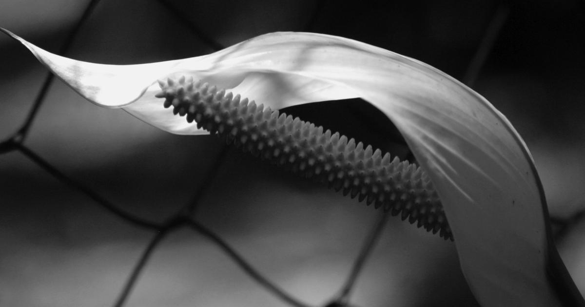 Gros plan sur des fibres de ouate de matelas