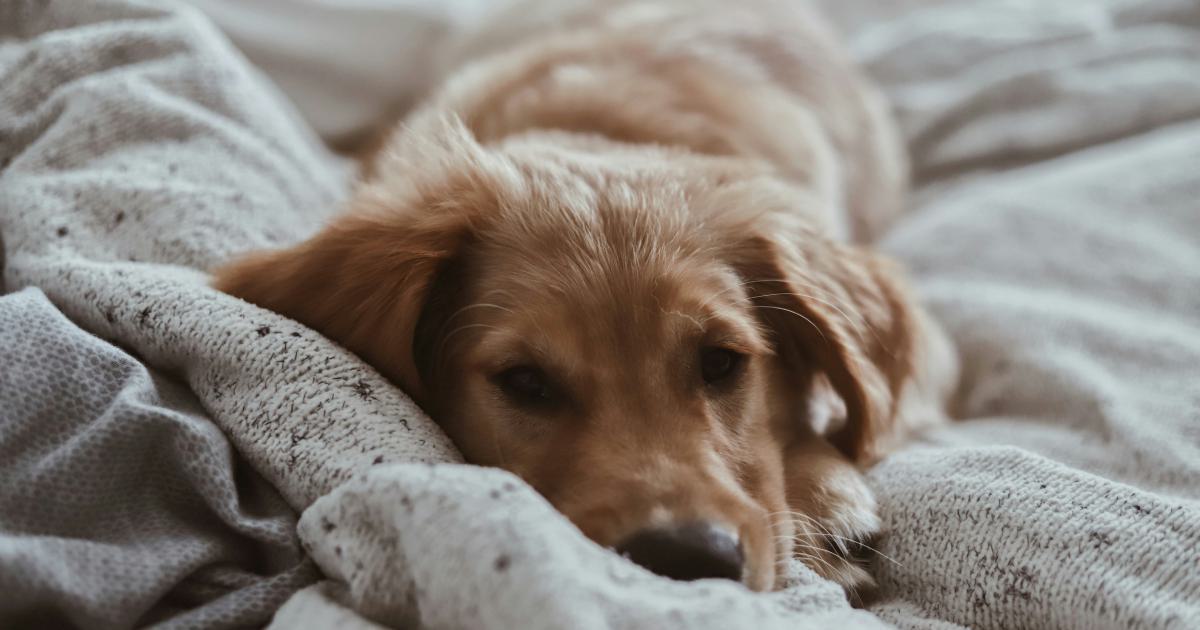 Comfortable Bed