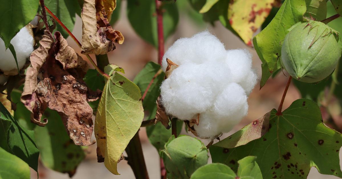 Gros plan sur la texture du coton bio