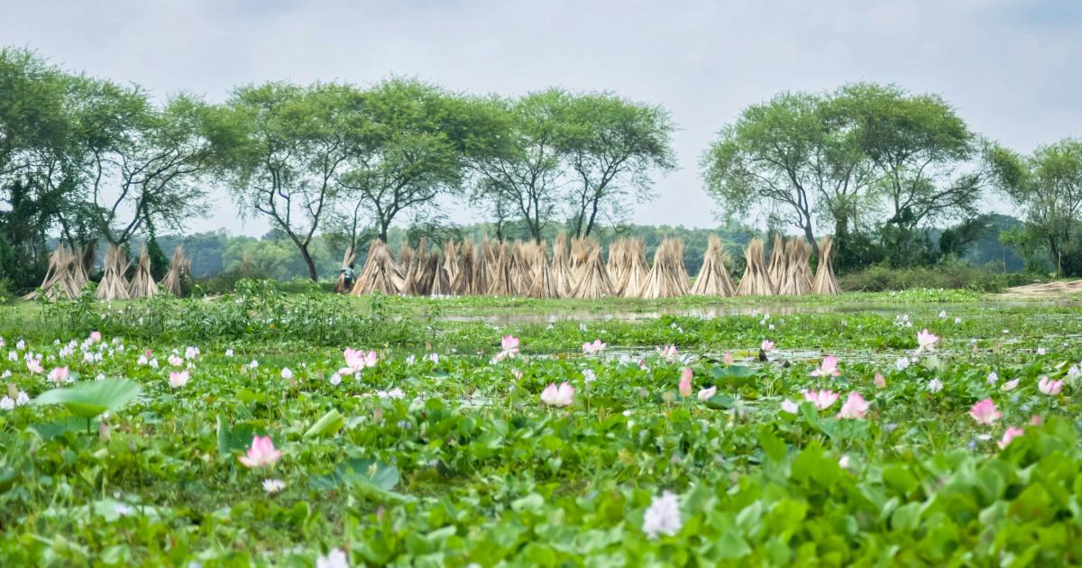 Champ de coton bio