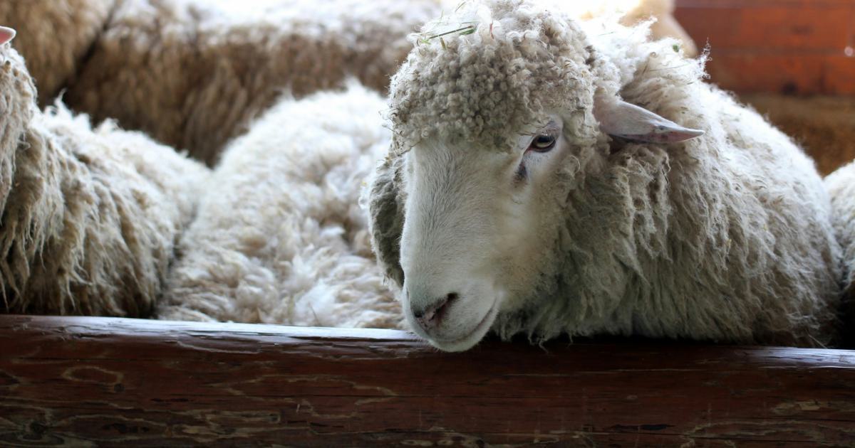 Matelas en laine de mouton