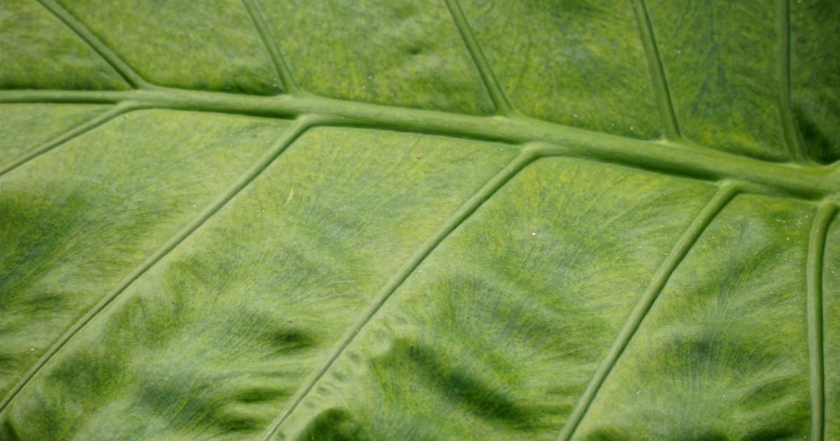 Matelas à base de plantes