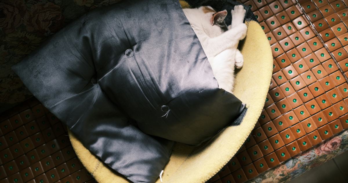 Back Cushion