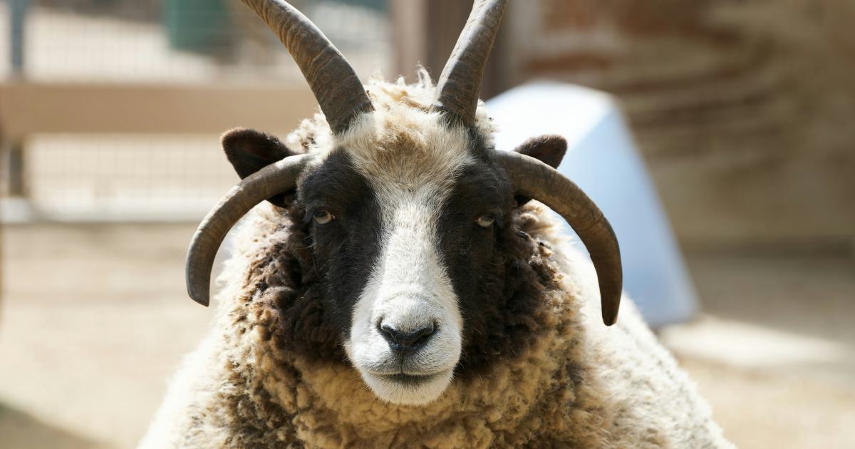 Qualité de la laine