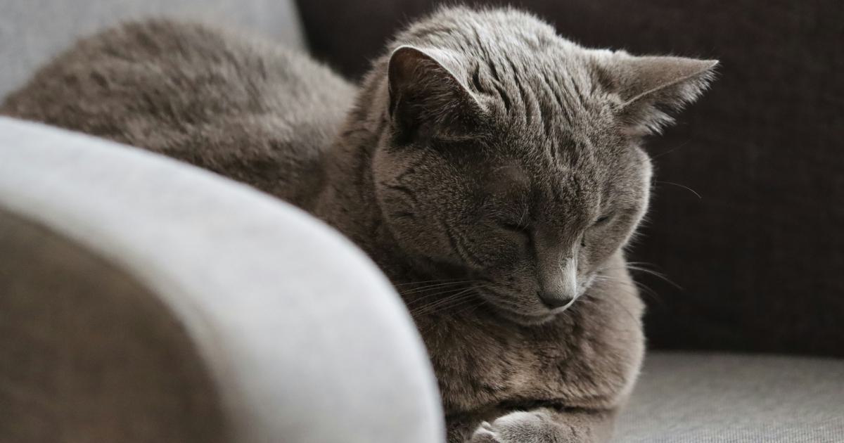 Well-Rested Person on Futon
