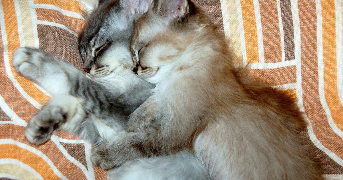 Couple Sleeping Comfortably