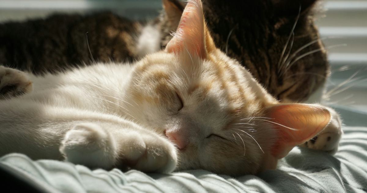 Good Night's Sleep