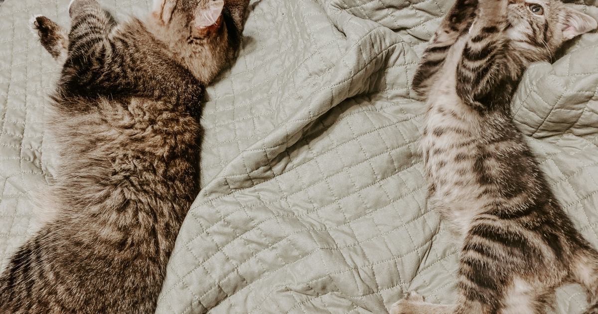Optimiser votre matelas pour un sommeil réparateur en couple