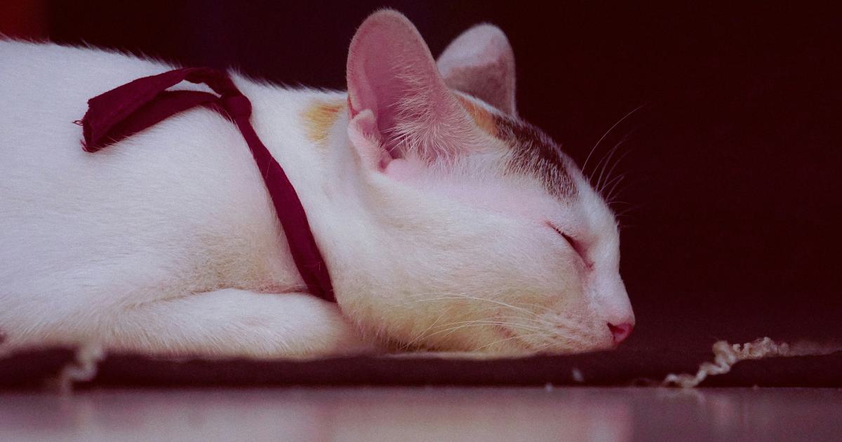 Profiter d'un sommeil réparateur