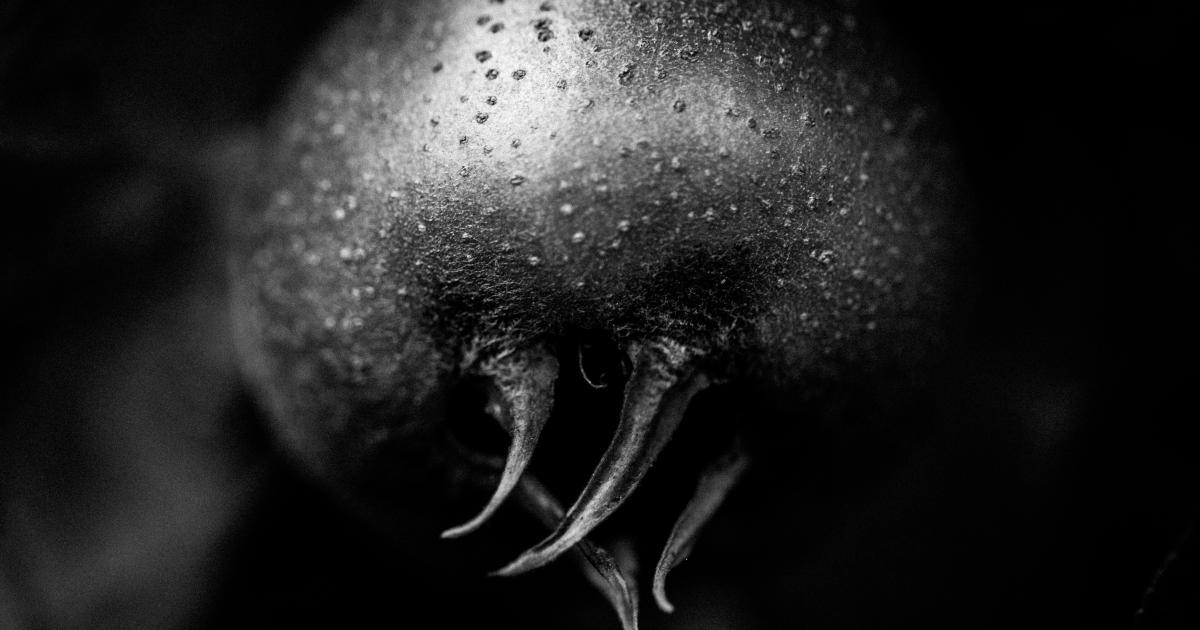 Microscopic Dust Mite