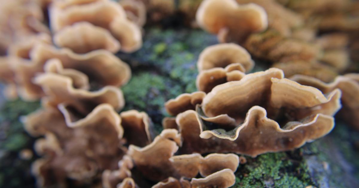 Champignons microscopiques