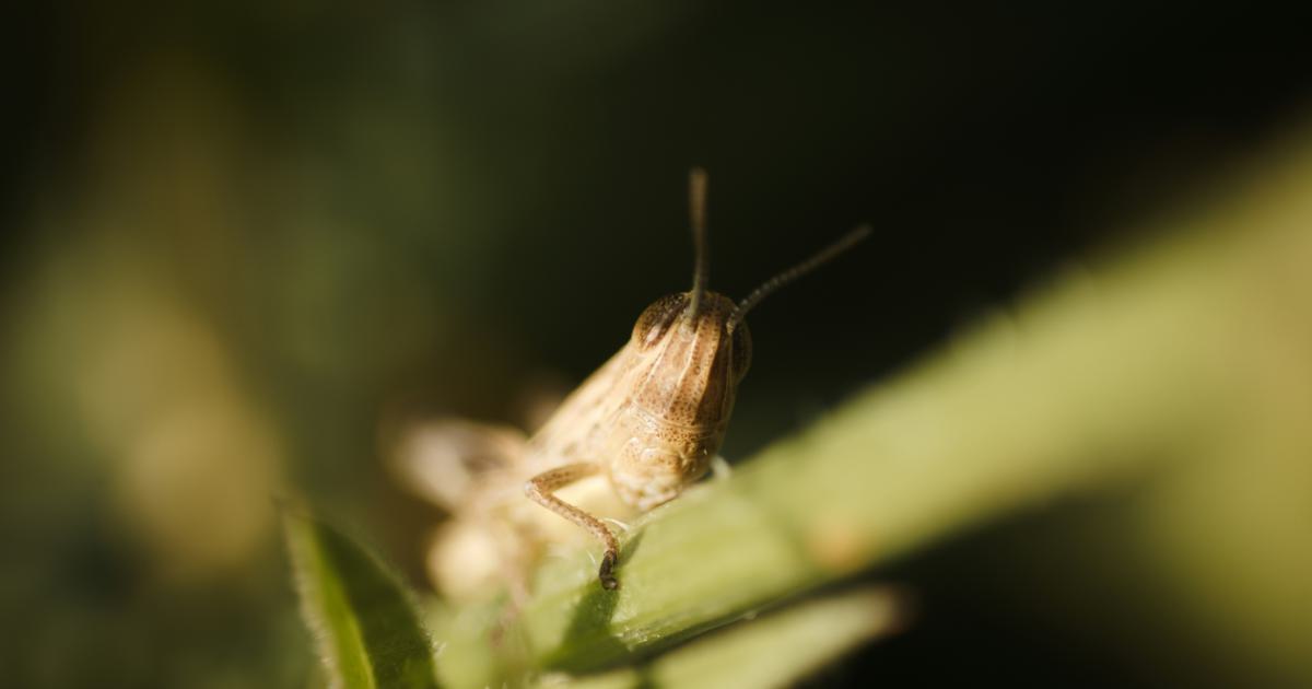 Dust Mites