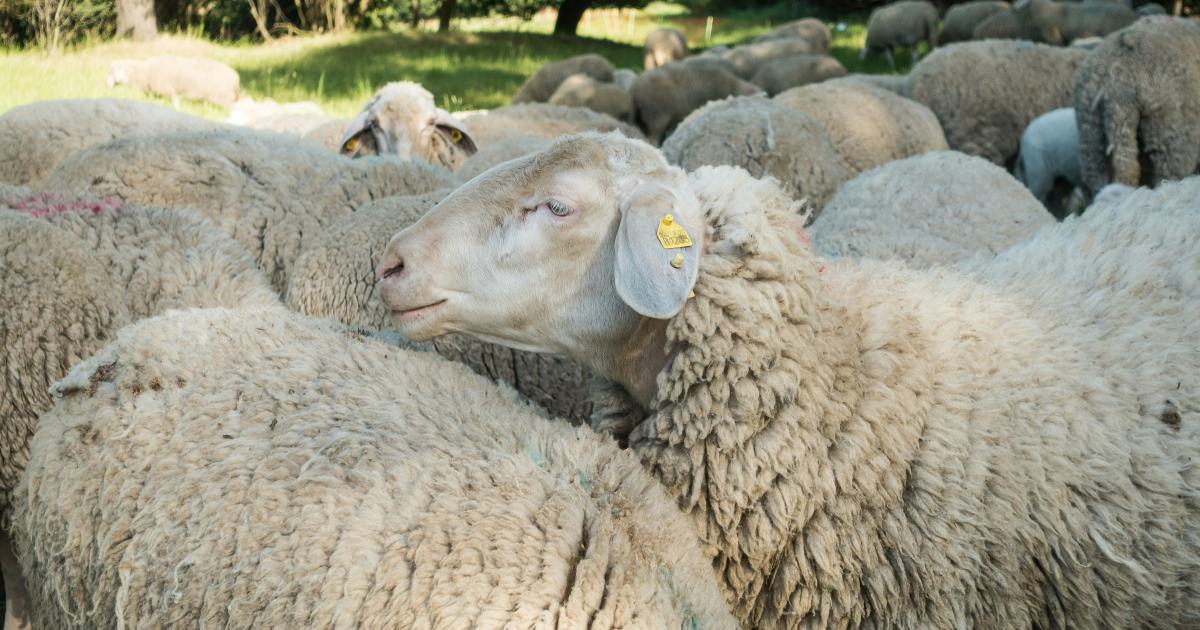 Sheep Wool Mattress
