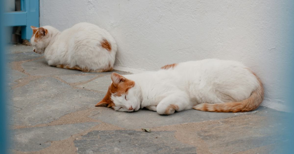 Positions de sommeil