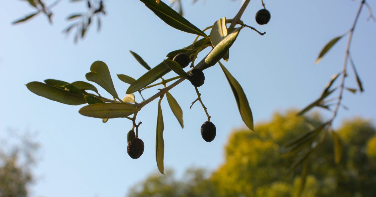 Huiles essentielles d'eucalyptus et de citron