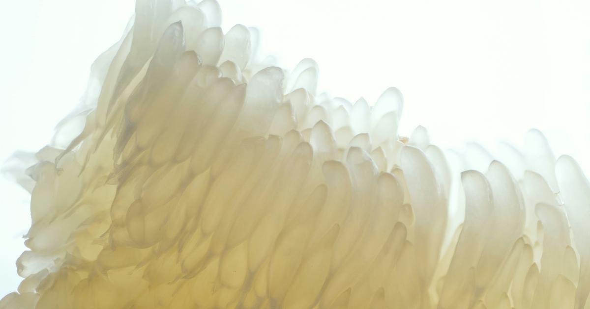 Densité de la mousse mémoire de forme