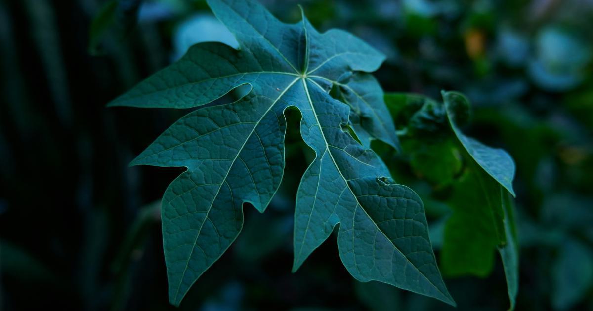 Illustration de feuilles de latex naturel