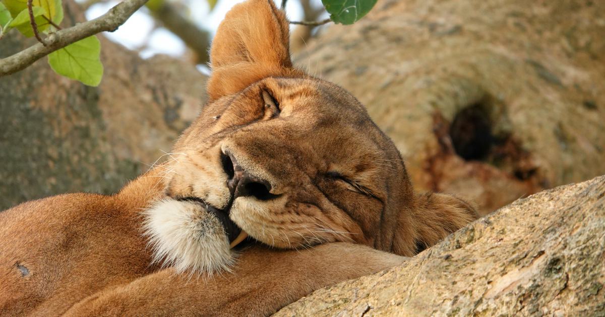 Comfortable Sleeping Position