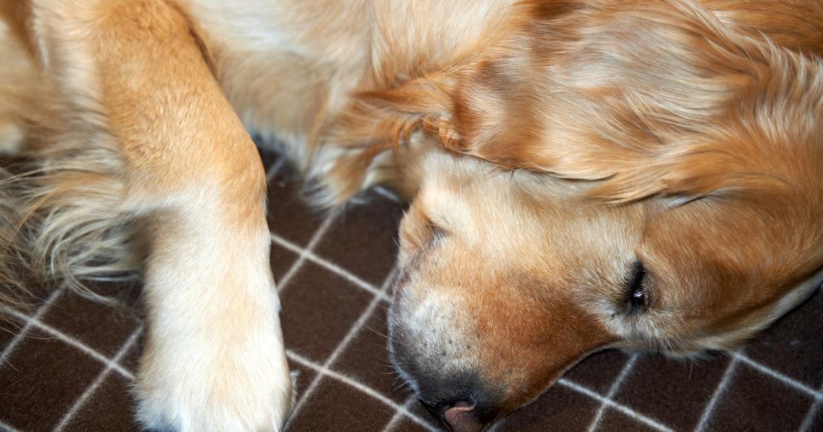 Restful Sleep