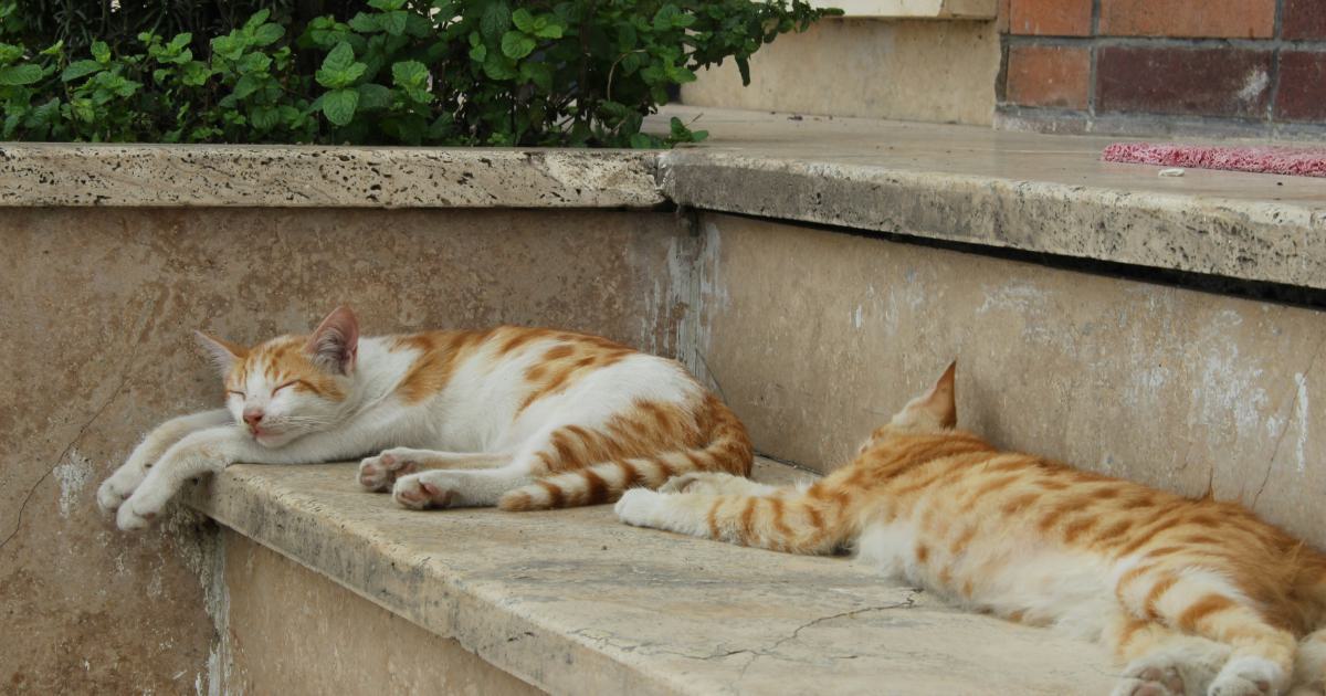 Positions de sommeil