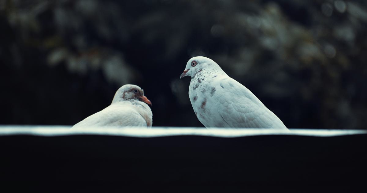 Illustration de deux personnes couchées sur des matelas de différentes fermetés