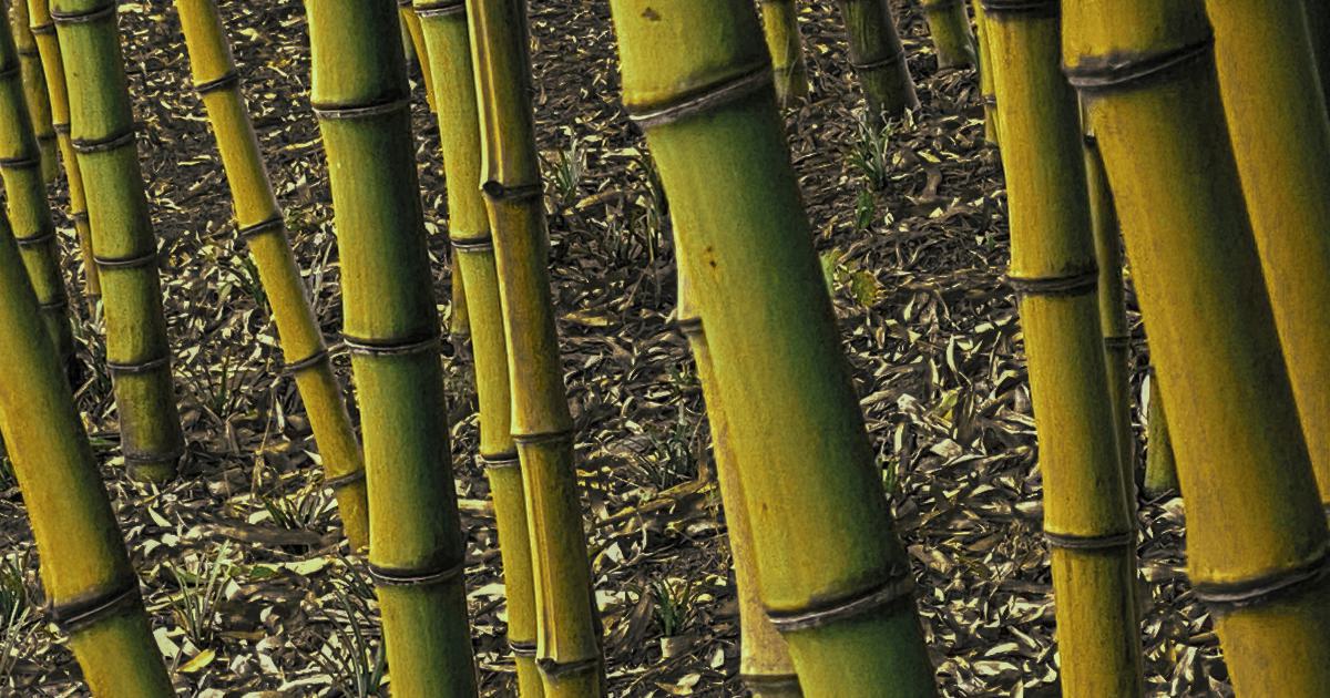 Propriétés Antibactériennes du Bambou