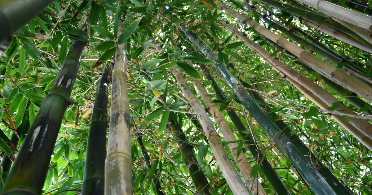 Les Incroyables Bienfaits des Draps Bambou Bio