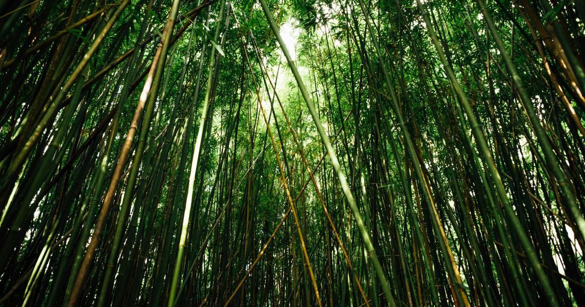 Purification de l'Air avec les Draps Bambou