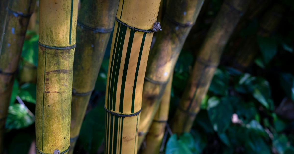 Certification Biologique du Bambou