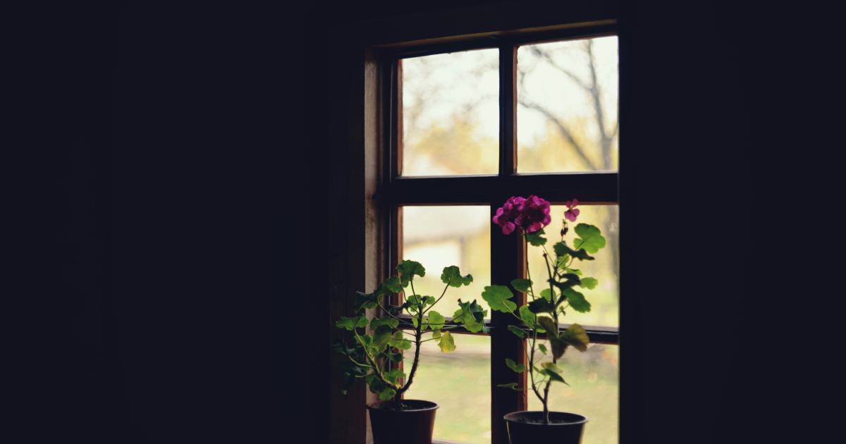 Plantes d'Intérieur dans la Chambre